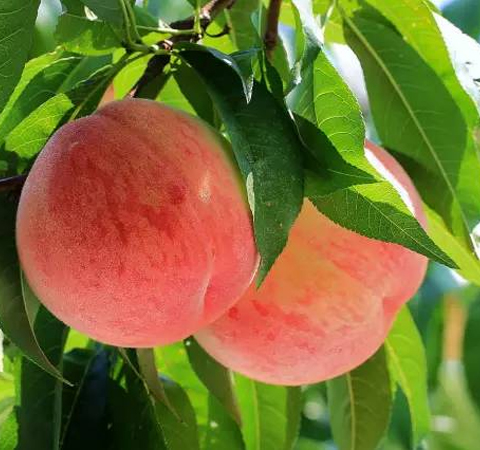 止渴潤腸 看看吃桃子有什么好處