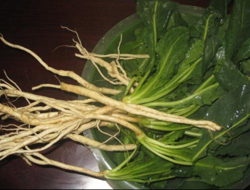 板藍(lán)根的功效與作用 可預(yù)防感冒