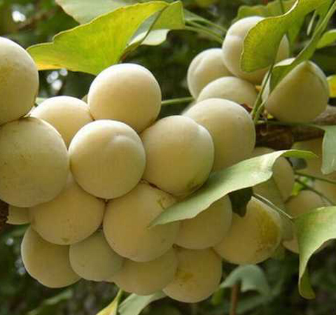 益肺氣治咳喘 白果的副作用和功效介紹