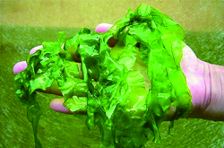 保護(hù)血管彈性 海藻的功效與作用及吃法介紹