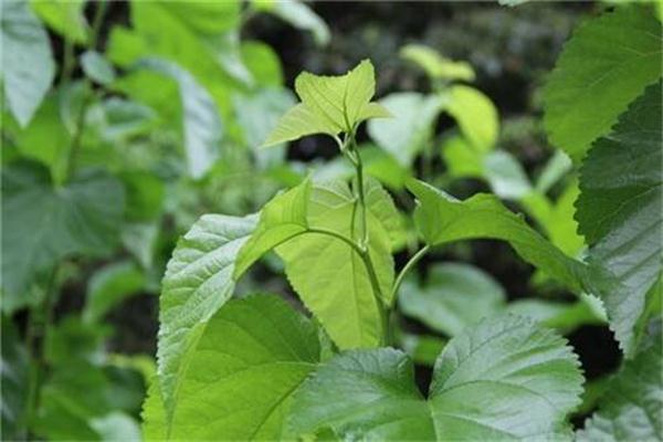 桑葉的作用與功效 桑葉有什么副作用