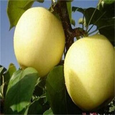 雪梨的功效與作用  雪梨能治風(fēng)熱和解毒