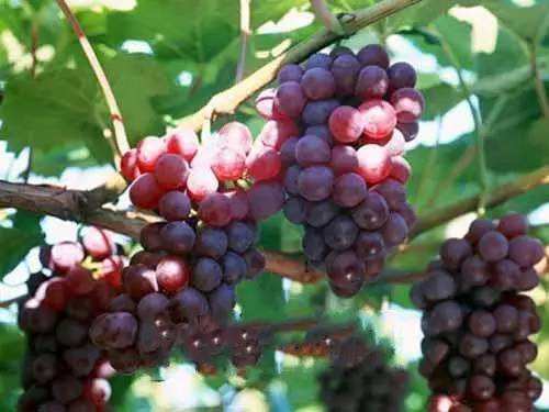 女人排毒養(yǎng)顏吃什么 這些水果好吃又養(yǎng)顏