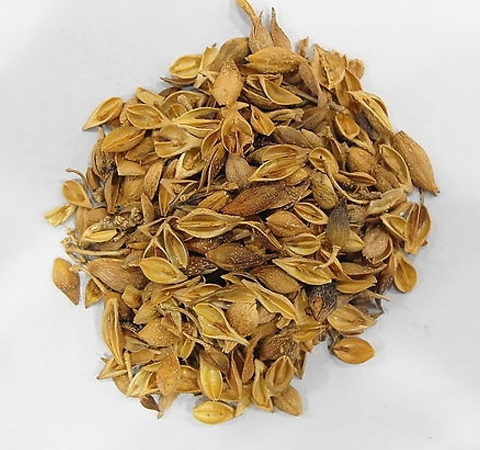 清熱解毒 連翹的功效與作用及禁忌介紹