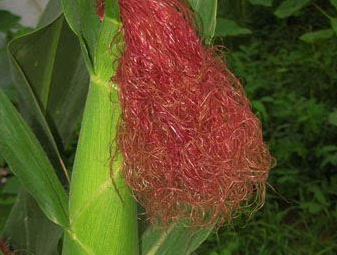 驚！你不知道的玉米須的功效與作用