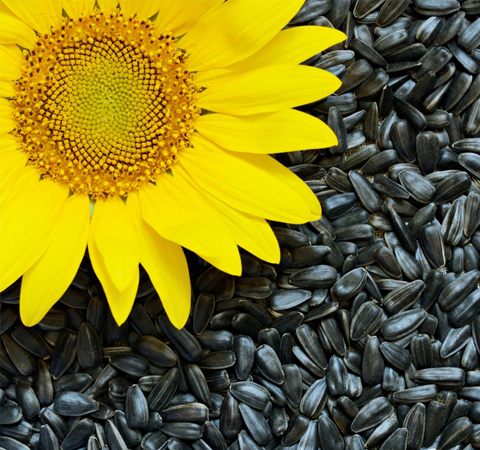 預(yù)防貧血 葵花籽的功效與作用及禁忌介紹