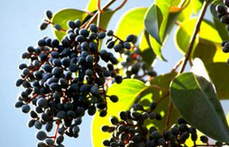 女貞子的功效與作用及其藥理作用