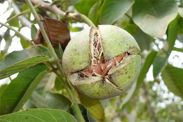 核桃皮的功效與作用 核桃皮能治療什么