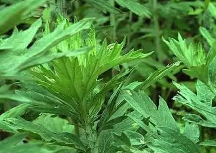 陳艾的功效與作用 有培補元氣和溫通經(jīng)脈的作用