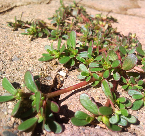 消除塵毒 馬齒莧的功效與作用及附方介紹