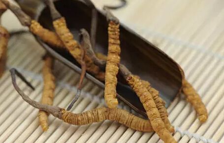 大補藥材蟲草的吃法及其功效