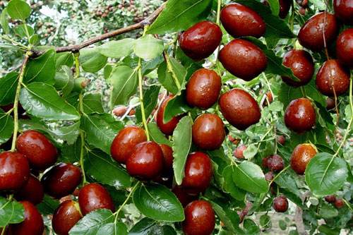 補(bǔ)血大王 紅棗的功效