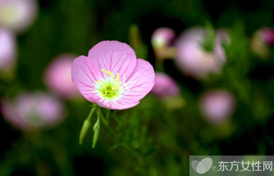 月見草油的功效 月見草泡水喝有什么禁忌