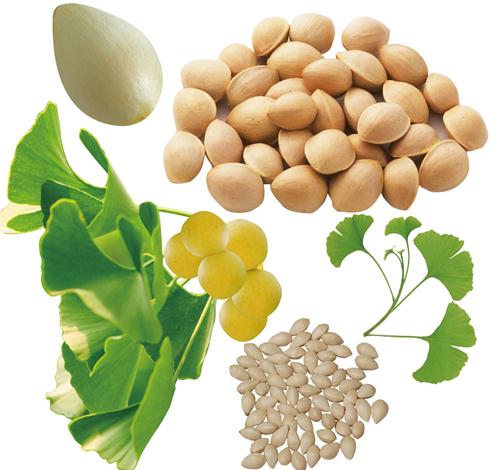 白果的功效與作用 可治療肺結(jié)核