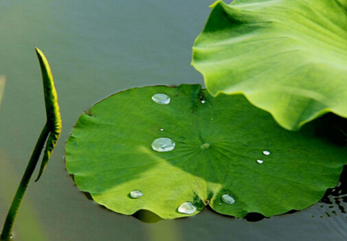 荷葉茶的功效和副作用及注意事項(xiàng)