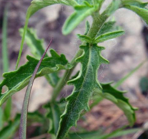 舒筋活絡(luò) 透骨草的功效與作用及副作用介紹