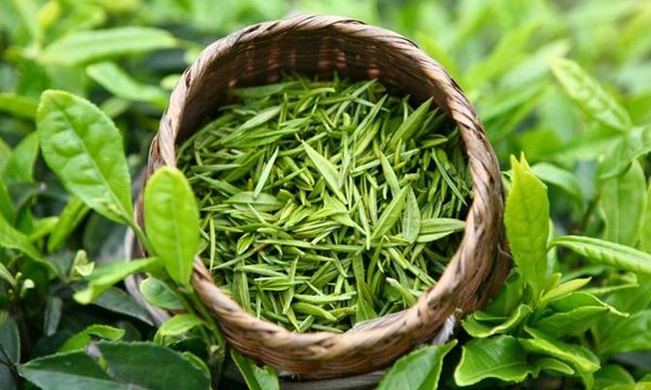 喝綠茶的好處和壞處 懷孕期的你不能喝綠茶