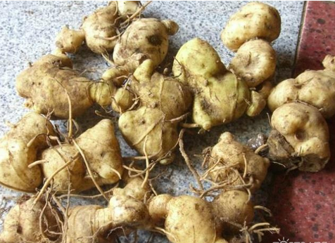 黃精的功效與作用  9種常見的作用