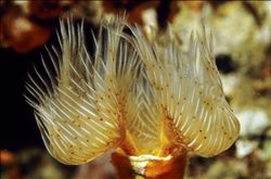 海參的家常做法，味道好不好就看它