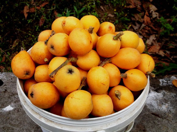 山枇杷詳細介紹及山枇杷功能主治