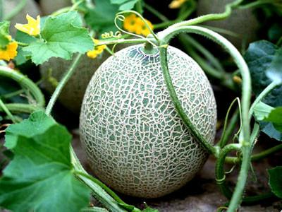 生活小百科告訴你，孕婦能吃哈密瓜嗎