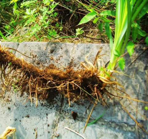 生津潤(rùn)燥 知母的作用與功效及常用配伍介紹