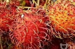 紅毛丹的功效與作用 增強人體免疫力