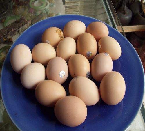 食材搭配 土豆和雞蛋能一起吃嗎