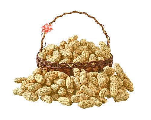 花生的功效與作用，全方位為你講解