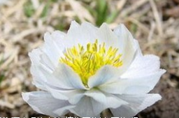 雪蓮花泡酒的方法  學(xué)會(huì)了嗎