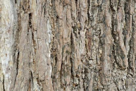 杏樹皮 有著讓你意想不到的功效