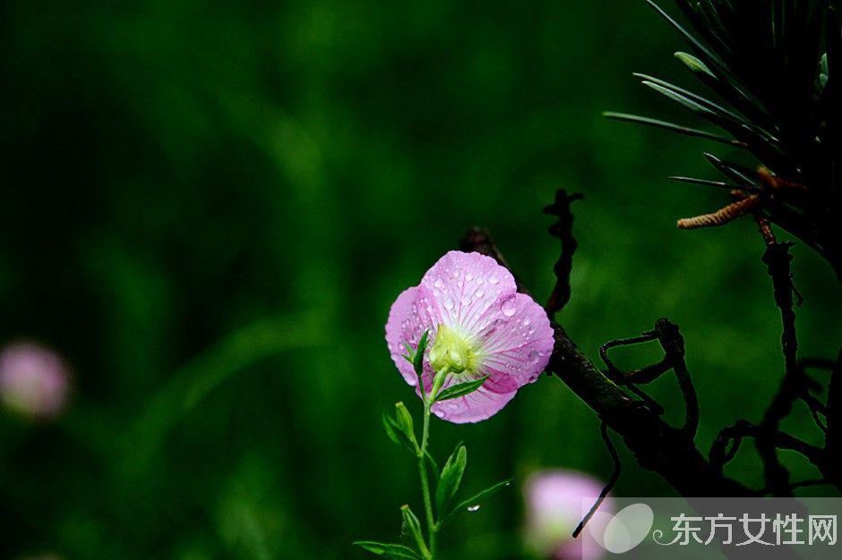月見草油的功效 月見草泡水喝有什么禁忌