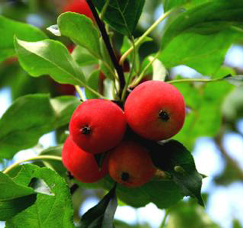 生津止渴 海棠果的功效與作用及好處介紹