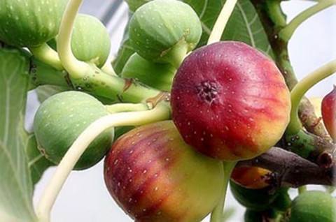 介紹無花果的功效與作用，食用方法等