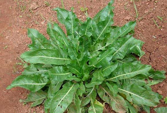 板藍(lán)根雙雄之南板藍(lán)根