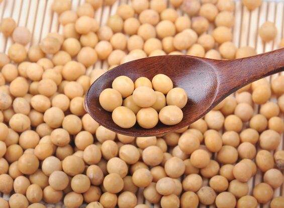 黃豆的功效與作用 能預(yù)防疾病和提高記憶力