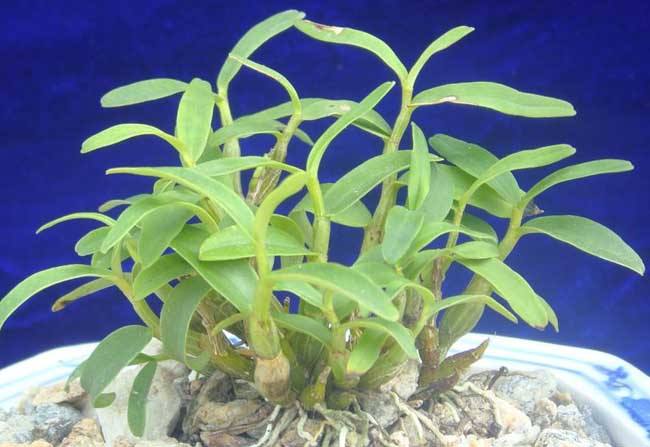 千古仙草石斛的功效與作用