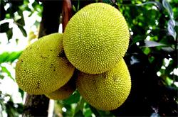 菠蘿蜜的營(yíng)養(yǎng)價(jià)值 菠蘿蜜有什么藥理作用
