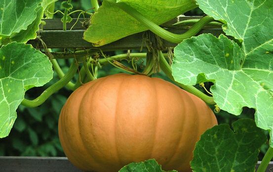 治療咳嗽的偏方 這10種做法簡單又高效