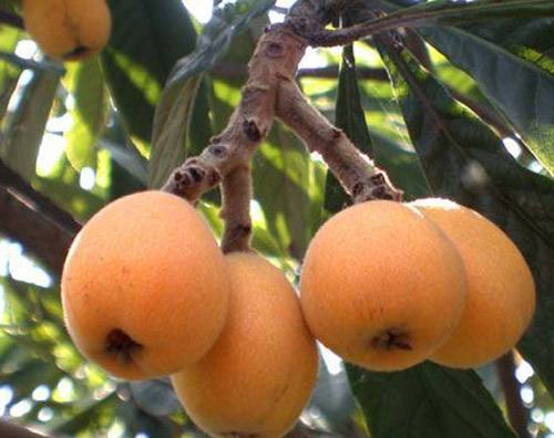 山枇杷詳細介紹及山枇杷功能主治