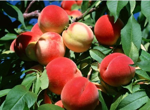 水蜜桃的功效與作用及貯藏保鮮的方法