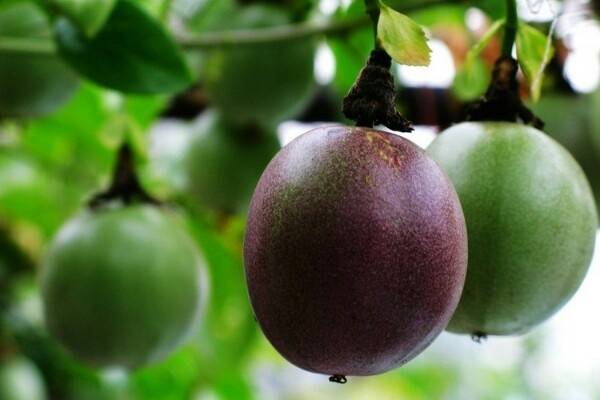 抗癌水果排行榜 12種水果可對(duì)抗癌癥細(xì)胞