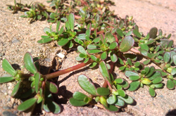 消除塵毒 馬齒莧的功效與作用及附方介紹