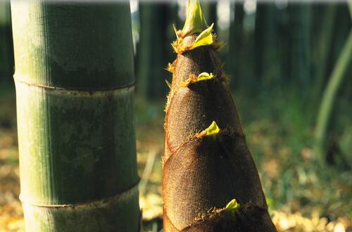 筍干的營養(yǎng)價值     清熱化痰益氣和胃