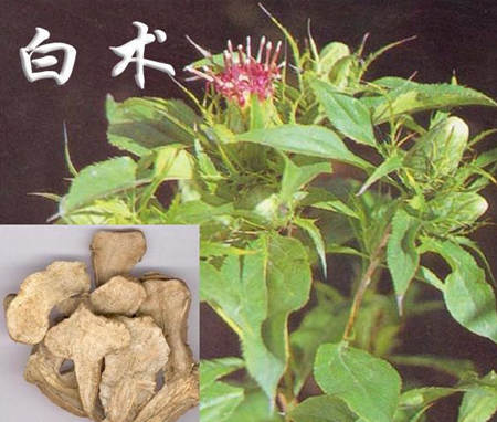 白術的作用與功效具有很大的藥用價值