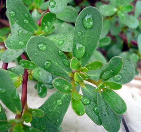 消除塵毒 馬齒莧的功效與作用及附方介紹