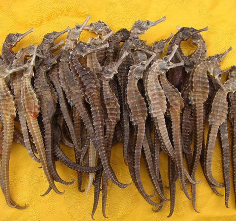 補(bǔ)腎健體 海馬的功效與作用及禁忌介紹