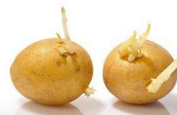 土豆發(fā)芽了還能吃嗎  如何正確吃發(fā)芽的土豆