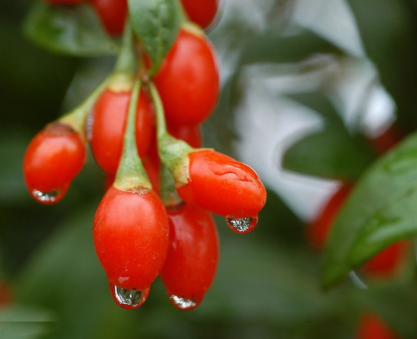 枸杞泡酒的功效有著意想不到的作用