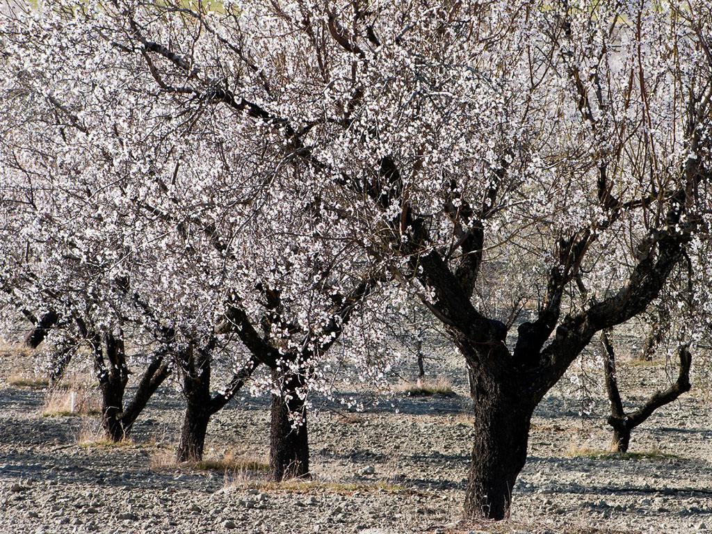 杏樹皮 有著讓你意想不到的功效